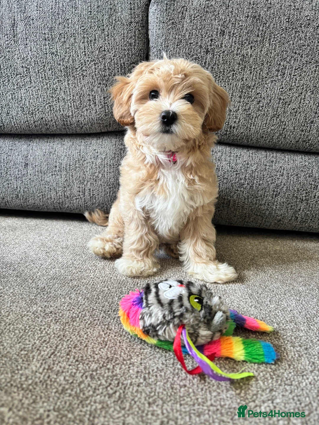 Maltipoo dogs for sale: Maltipoo puppy in Nottingham - Advert 3