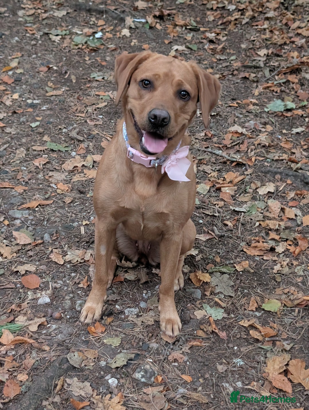 Labrador Retriever dogs for sale: Beautiful Labrador pups for sale X3 girls X3 boys - Advert 13