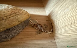 Bearded Dragon reptiles for sale: Bearded Dragon Babies - Image 5