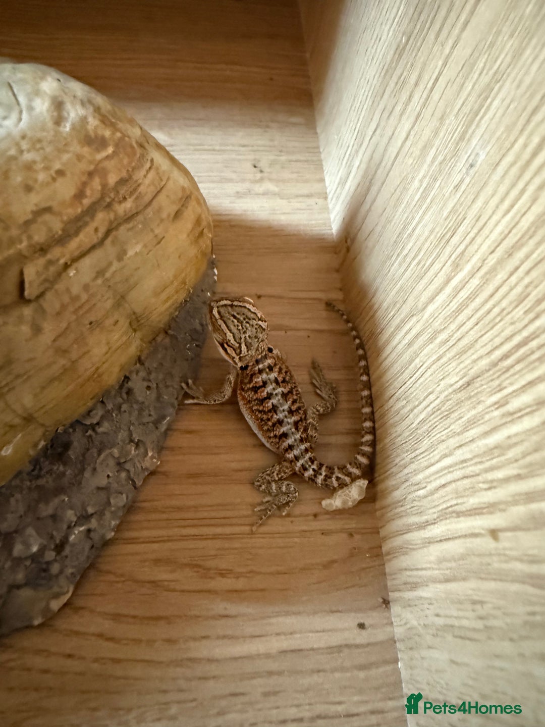 Bearded Dragon reptiles for sale: Bearded Dragon Babies - Image 5
