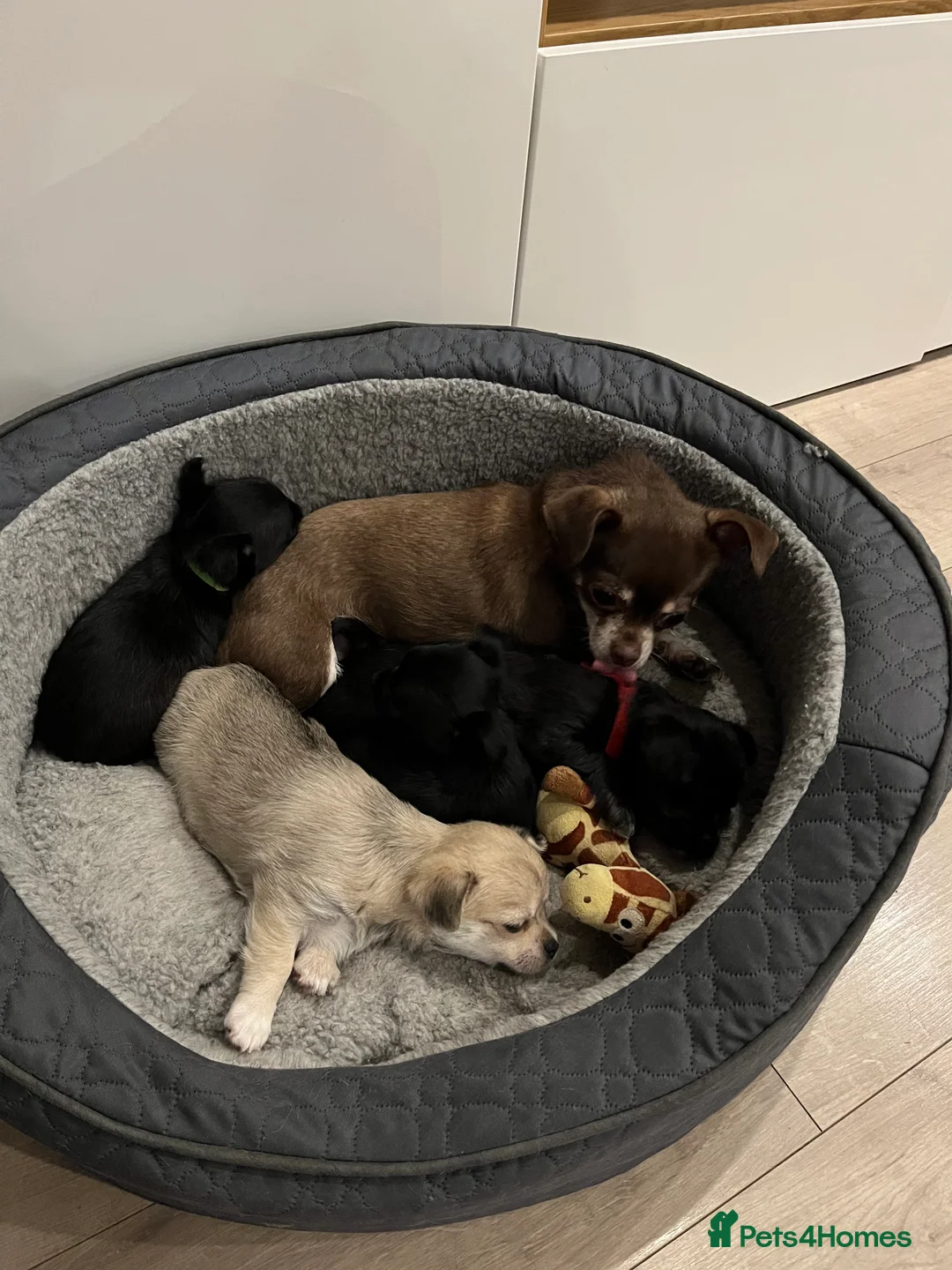 Mixed Breed dogs for sale: Malchi pups available  - Advert 28