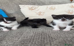 Mixed Breed cats for sale: 3 male kittens  - Image 1
