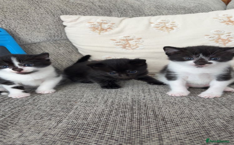 Mixed Breed cats - Advert 7