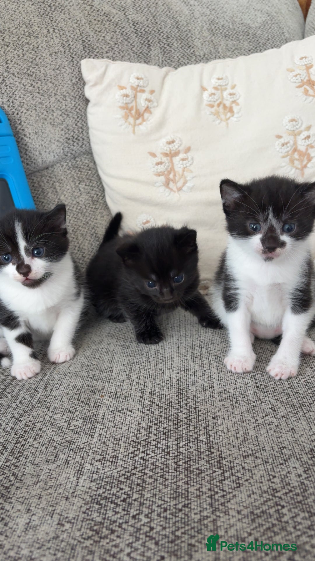 Mixed Breed cats for sale: 3 male kittens  - Image 1
