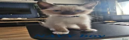 Ragdoll cats for sale: Friendly and playfull Ragdoll x  - Advert 22