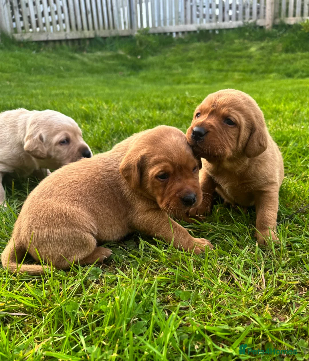 Labrador Retriever dogs for sale: Stunning fox red labrador puppies for sale - Advert 2