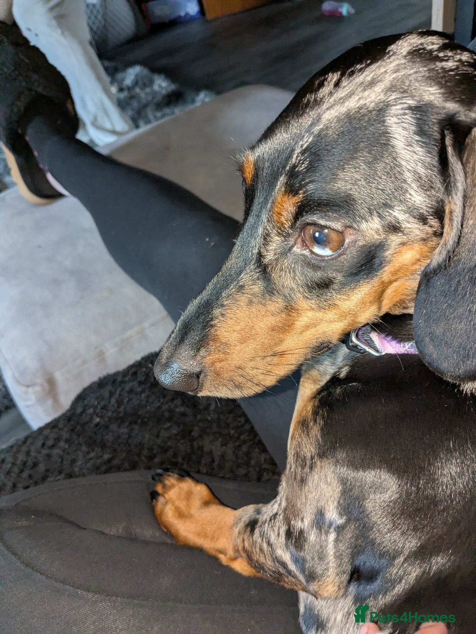 Dachshund dogs This is Mika  - Advert 3