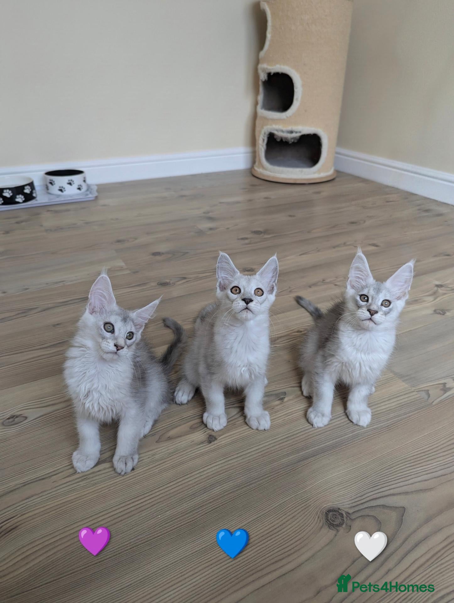 Maine Coon cats Ticked & Shaded Maine Coon Kittens  - Advert 2