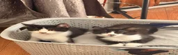 British Shorthair cats for sale: 4 black + white female kittens - Advert 10