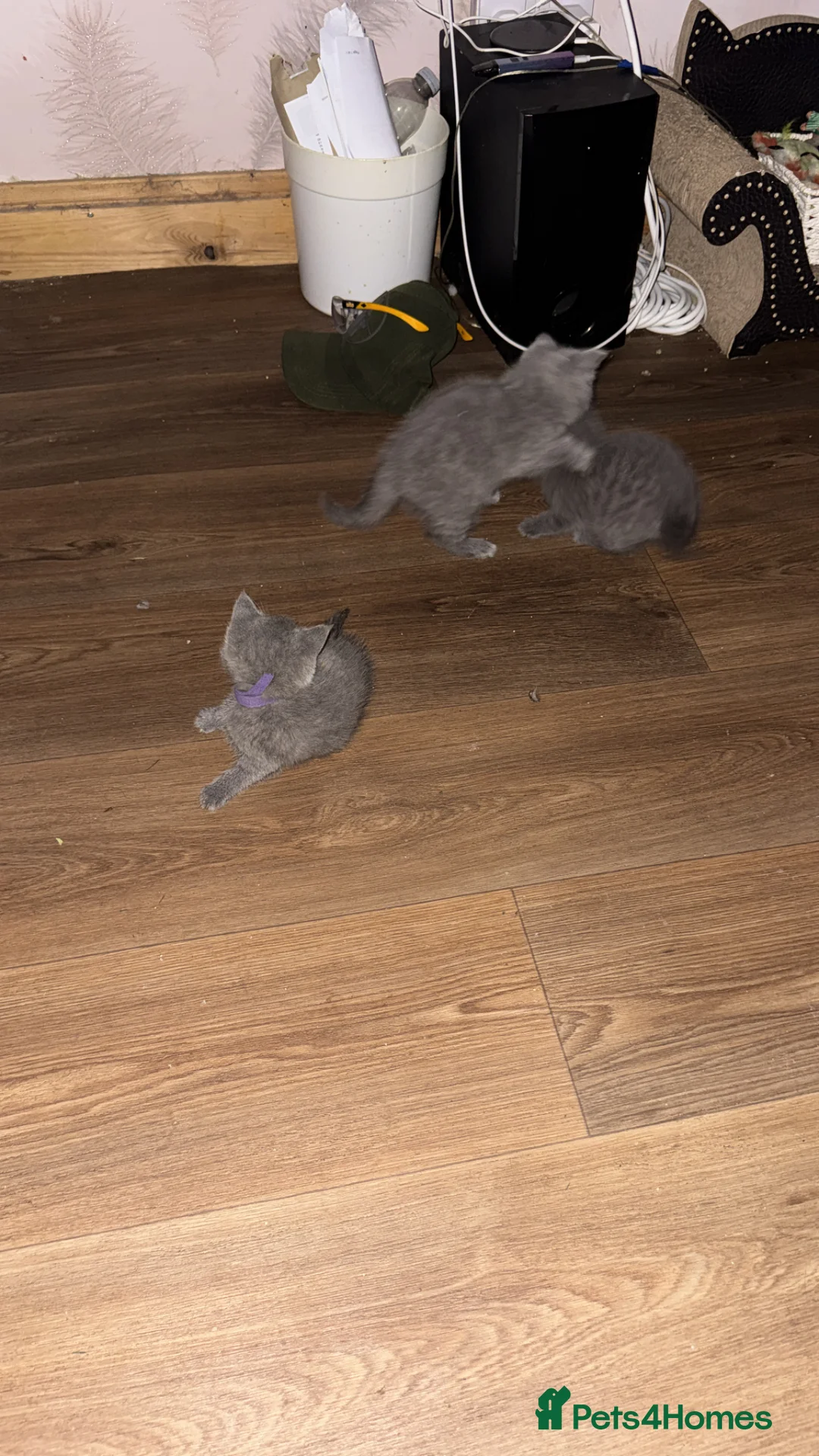 British Shorthair cats for sale: 🔥 ❤️❤️ beautiful British shorthair kittens  - Advert 15