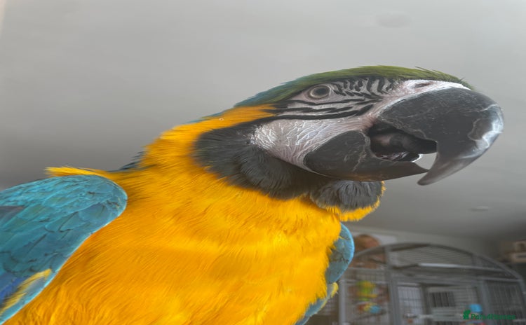 Macaws birds - Advert 1