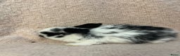 Mini Lop rabbits for sale: Gorgeous mini lops  - Advert 5