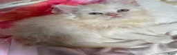Persian cats for sale: Persian x ragdoll kittens for sale  - Advert 3