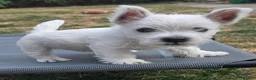 West Highland Terrier dogs for sale: 3 beautiful KC registered boys - Advert 5