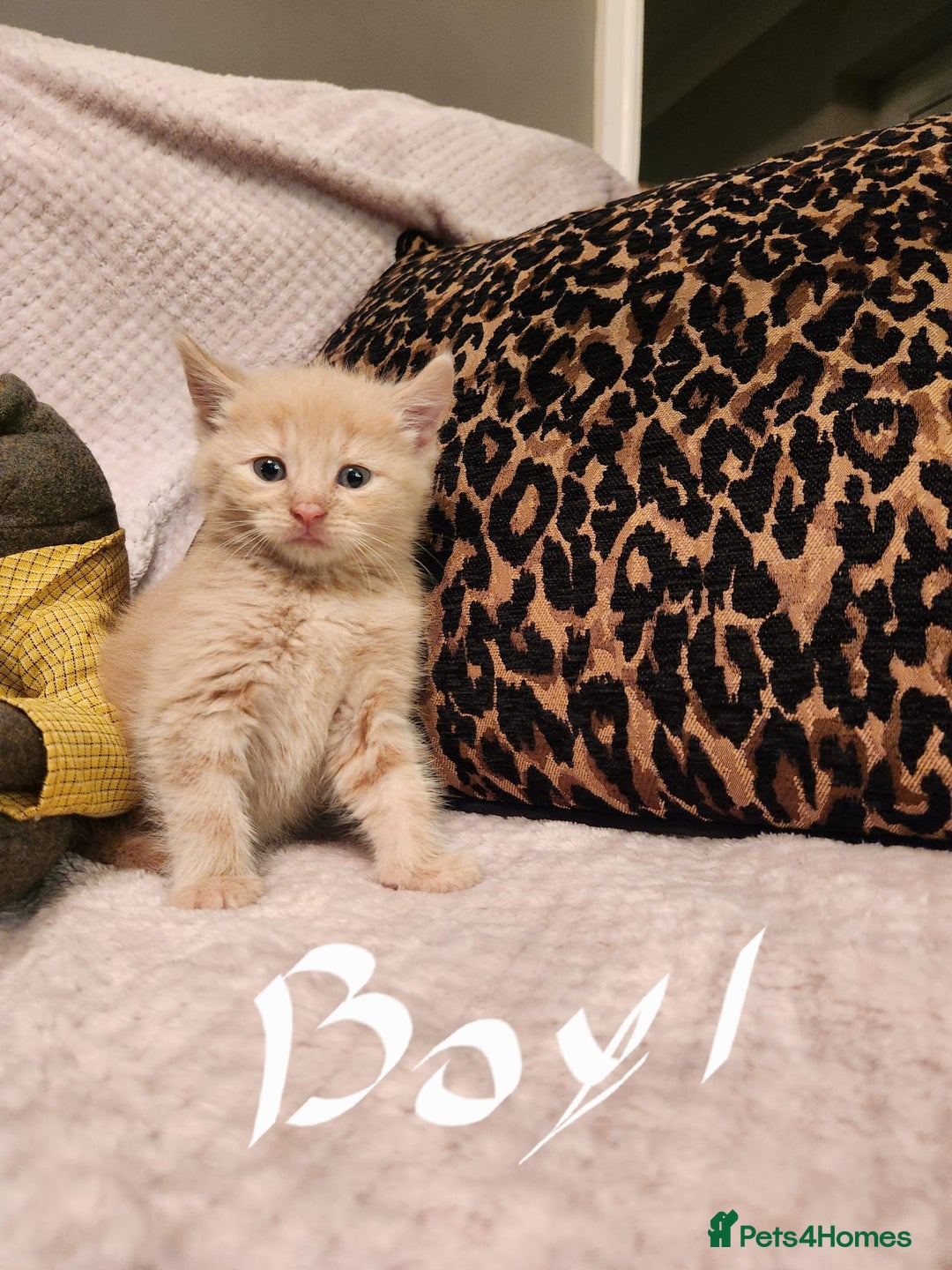 Maine Coon cats for sale: Beautiful Maine Coon kittens  - Advert 2