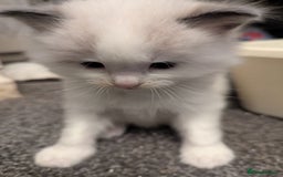 Ragdoll cats for sale: ragdoll kittens (only 1 boy left main picture) - Image 24