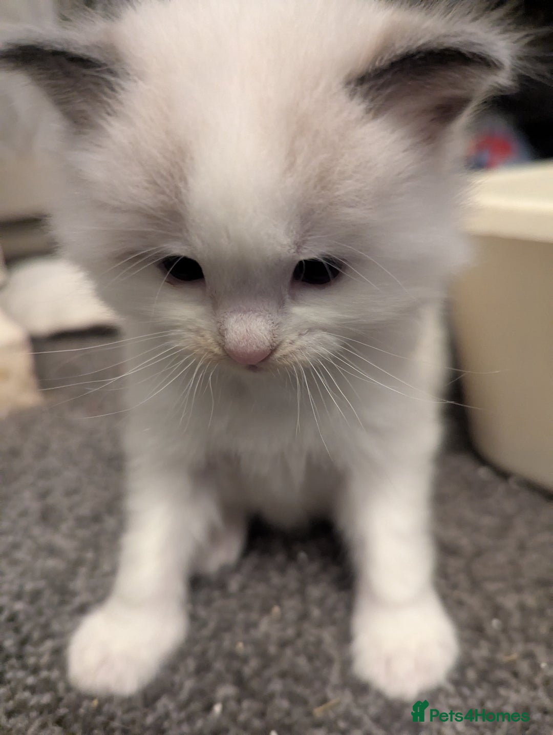 Ragdoll cats for sale: ragdoll kittens (only 1 boy left main picture) - Image 24