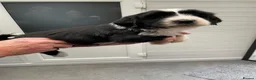 Tibetan Terrier dogs for sale: Beautiful Tibetan Terrier puppes - Advert 11