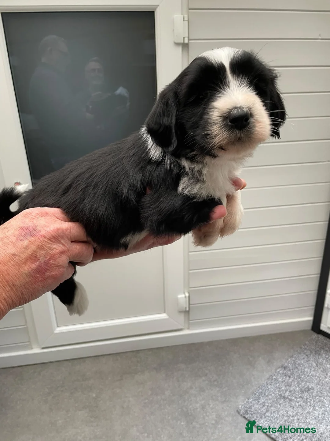 Tibetan Terrier dogs for sale: Beautiful Tibetan Terrier puppes - Advert 11