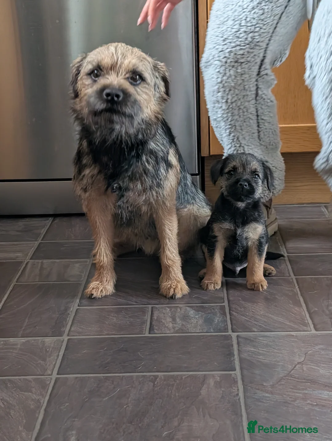 Border Terrier dogs for sale: Beautiful Border Terrier Puppies - Advert 31