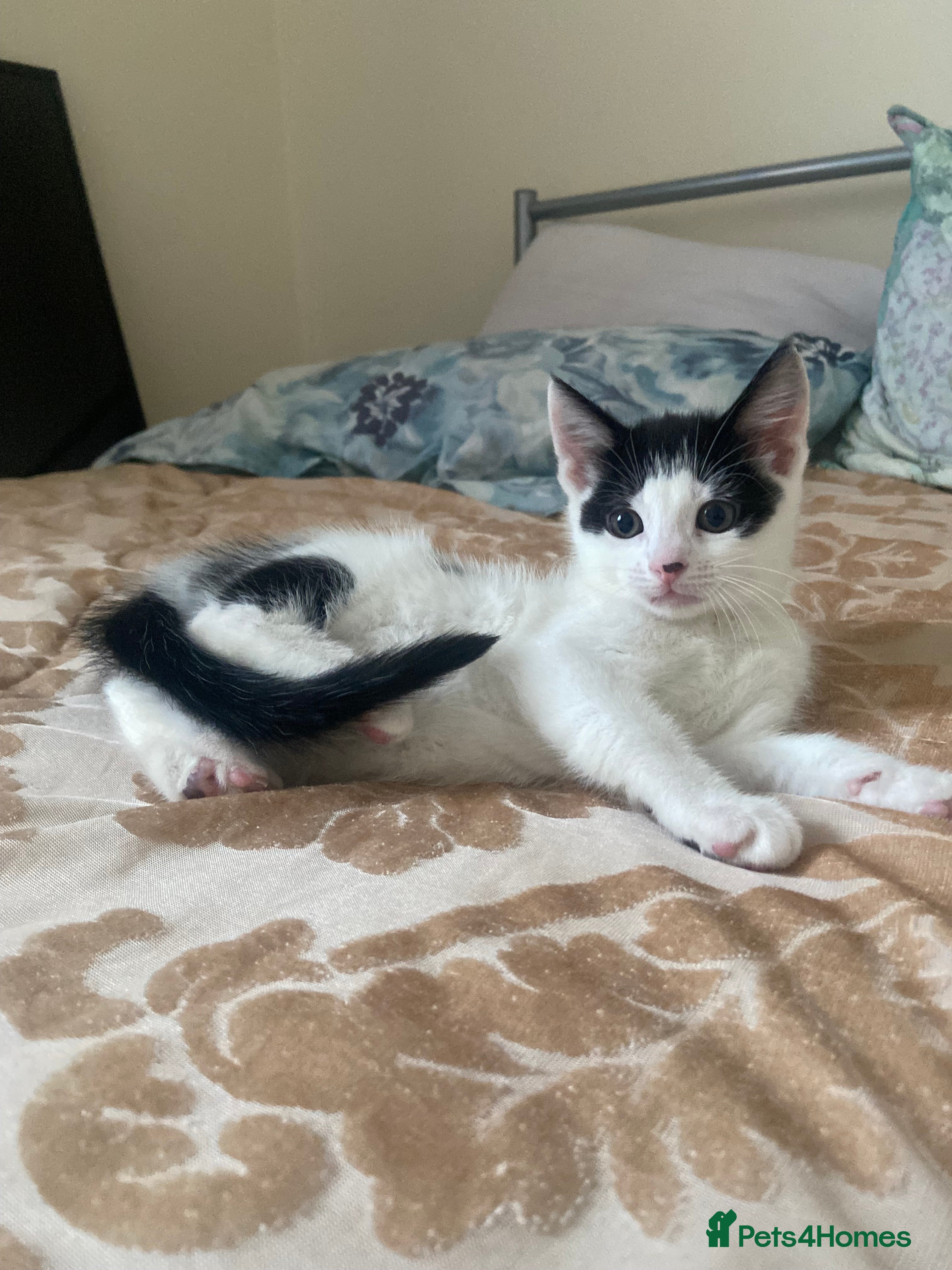 Domestic Shorthair cats domestic shorthair kittens - Advert 8