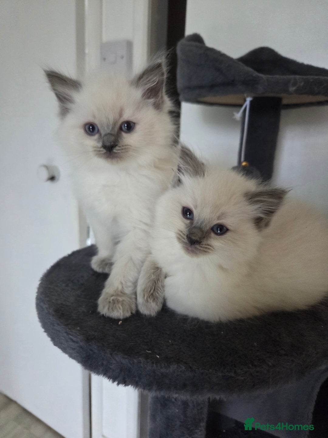 Ragdoll cats for sale: Pure blue mitted Ragdoll kittens - Image 5