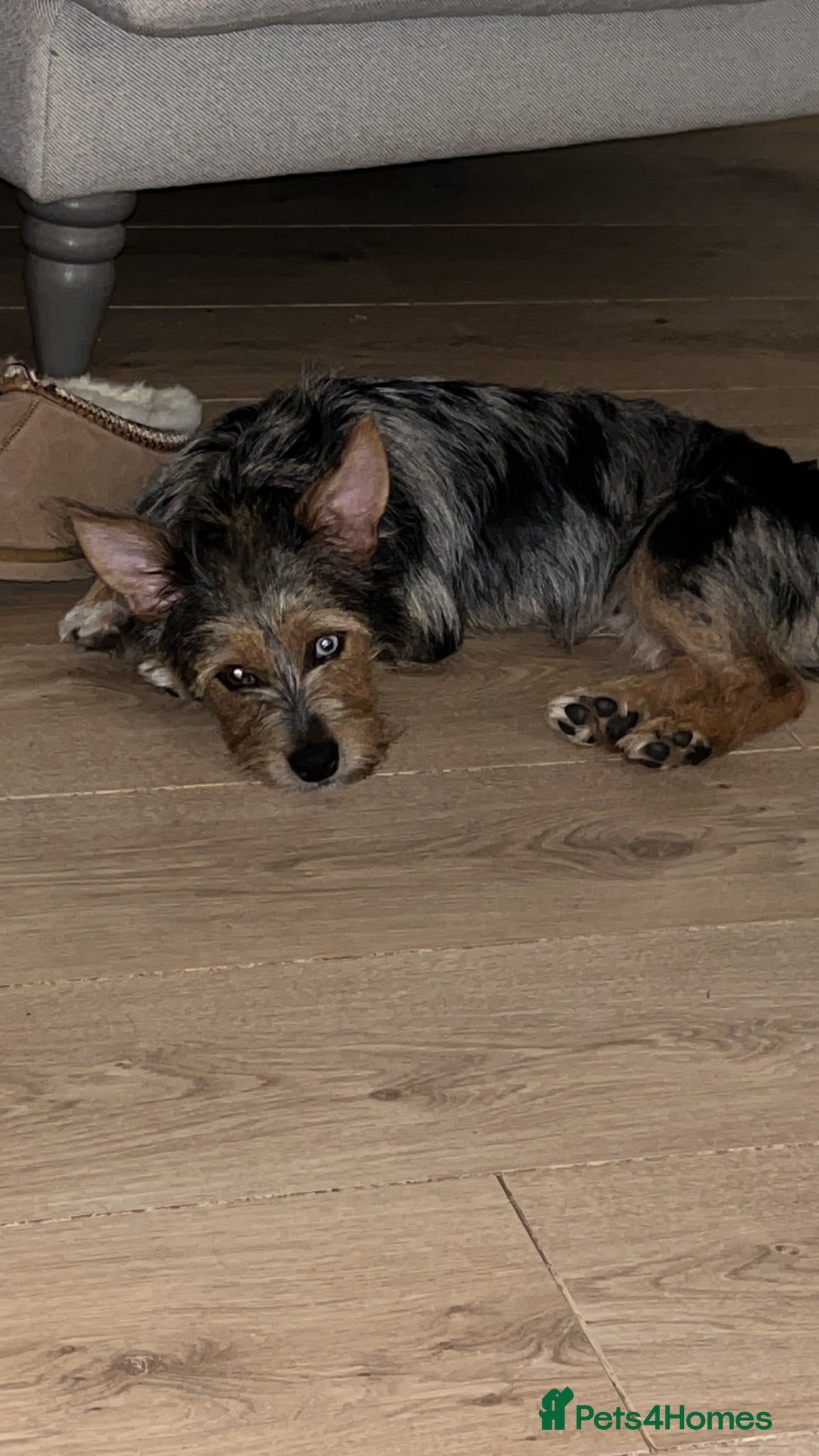 Mixed Breed dogs Beautiful little Rex  - Advert 1