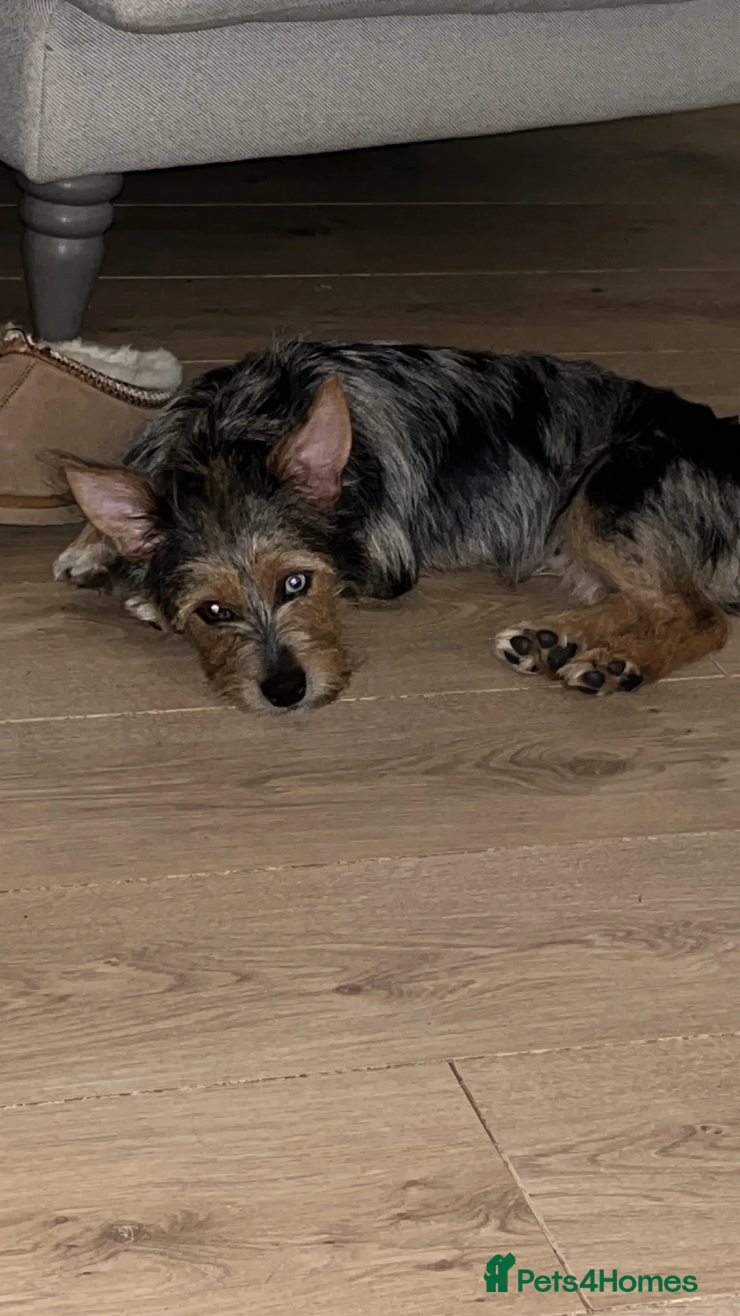 Mixed Breed dogs for sale: Beautiful little Rex  - Advert 1