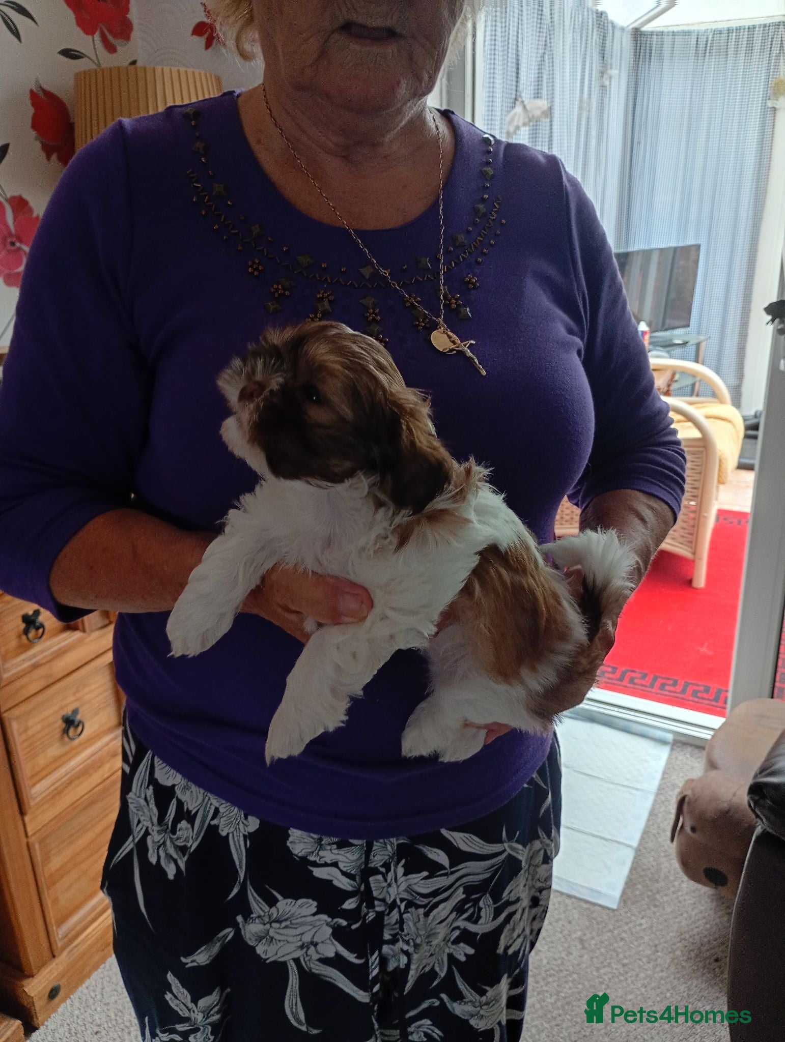 Shih Tzu dogs Shih tzu puppies for sale  - Advert 1