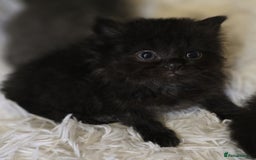 Mixed Breed cats for sale: Cute Scottish fold x Persian kittens long haired  - Image 4