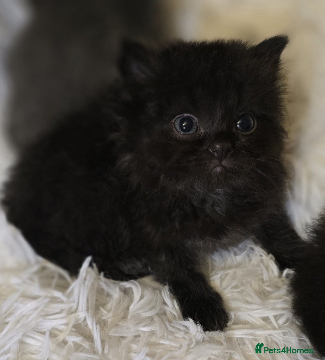 Mixed Breed cats for sale: Cute Scottish fold x Persian kittens long haired  - Image 4