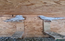 Doves birds for sale: Pigeons  - Image 3