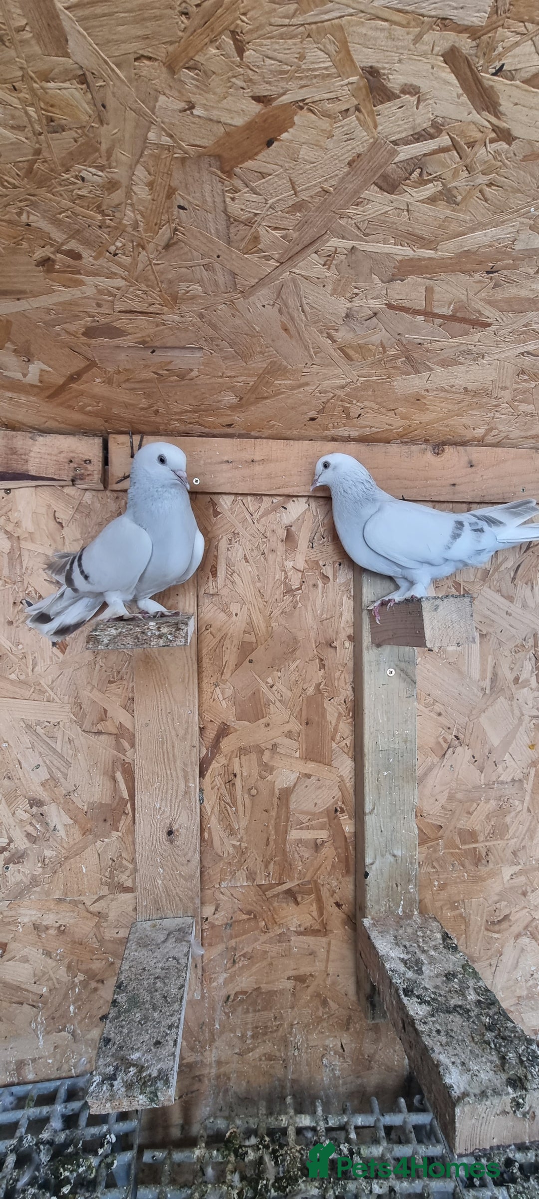 Doves birds for sale: Pigeons  - Image 3