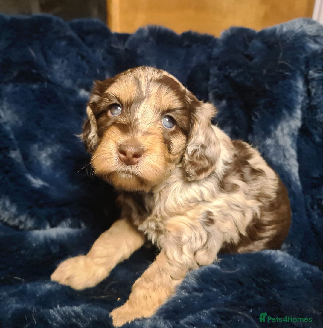 Cockapoo dogs for sale: Exceptional Cockapoo Puppies for Sale - Advert 11