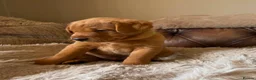 Labrador Retriever dogs for sale: Fox red Labradors puppy  in Yelverton - Advert 25