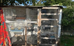 Canaries birds for sale: Canaries  - Image 15