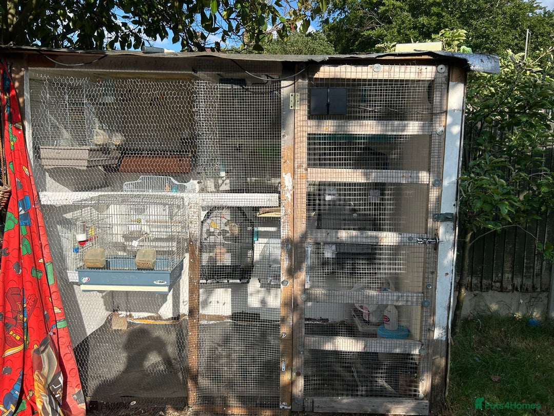 Canaries birds for sale: Canaries  - Image 15