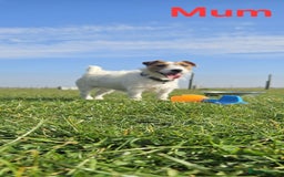 Jack Russell dogs for sale: 🐶🐶 Beautiful jack russell puppies 🐶🐶 - Image 13