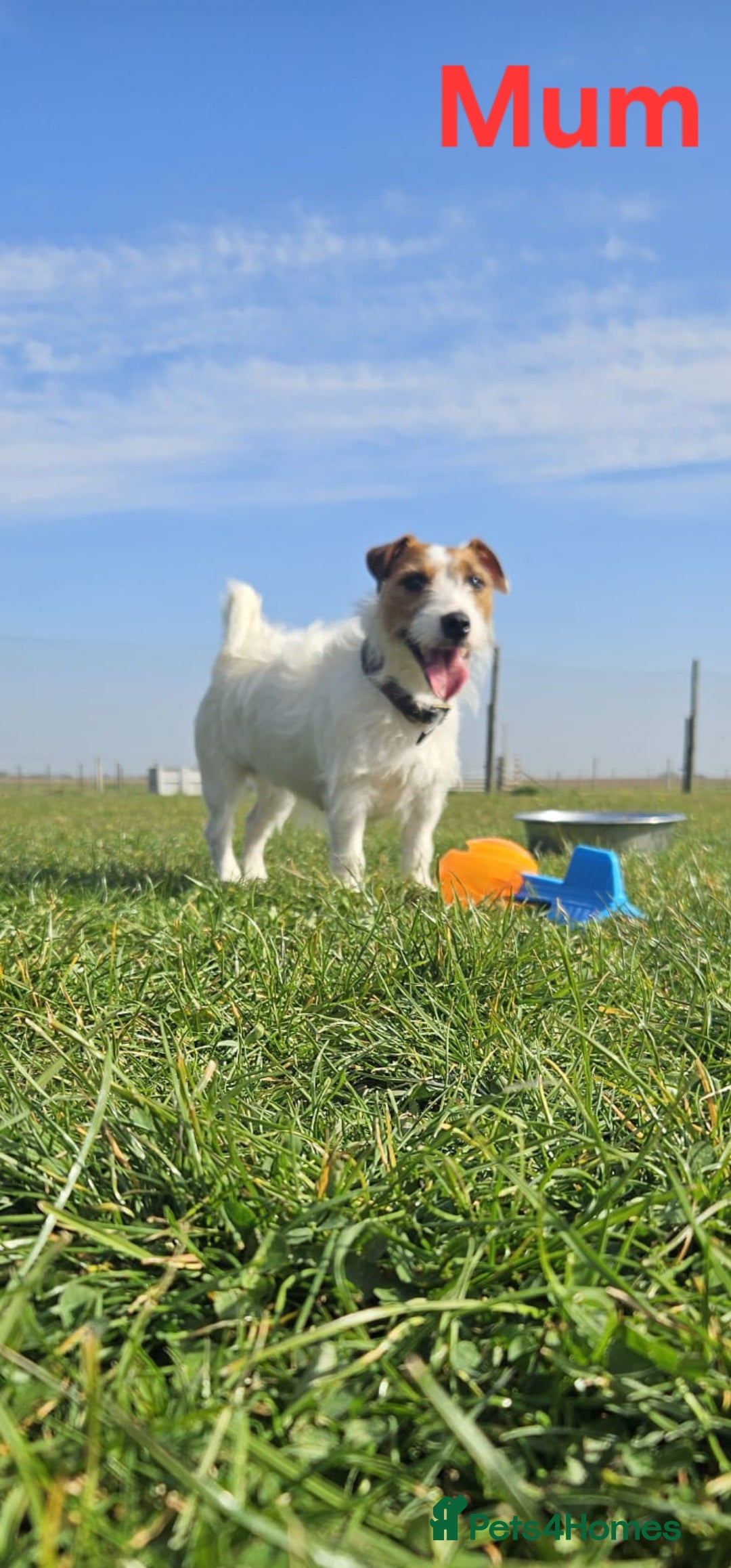 Jack Russell dogs for sale: 🐶🐶 Beautiful jack russell puppies 🐶🐶 - Image 13