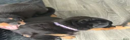 Rottweiler dogs for sale: Rottweiler puppies  - Advert 7