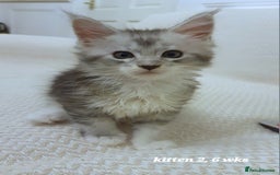 Maine Coon cats for sale: 2 MaineCoon boys - Image 12