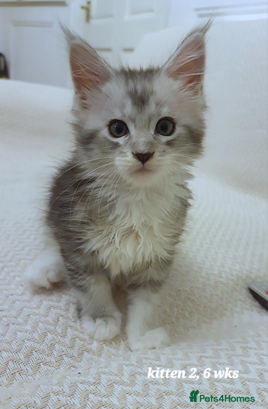 Maine Coon cats for sale: 2 MaineCoon boys - Image 12