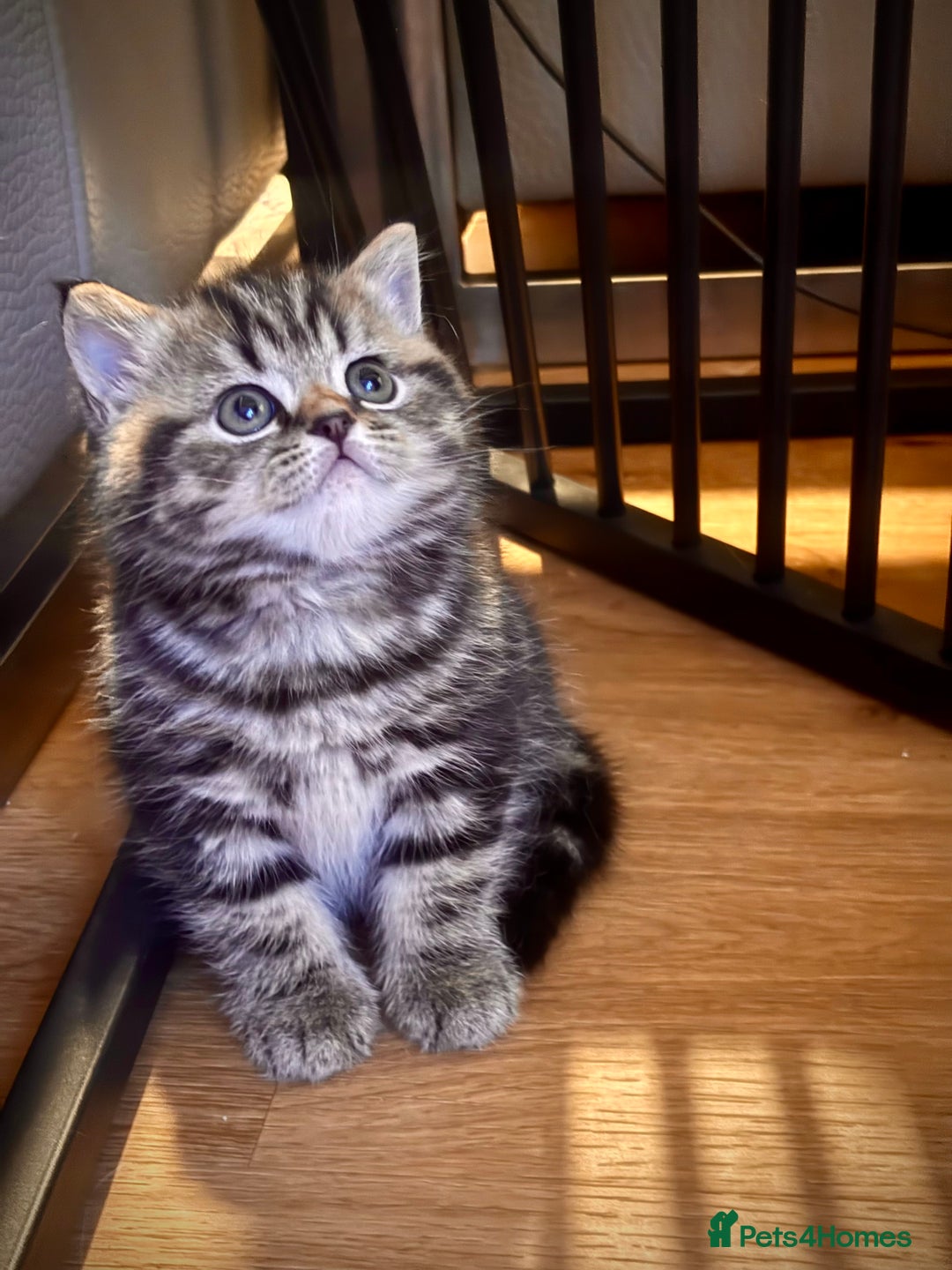 British Shorthair cats for sale: Sunning BSH kittens - ready for  **   - Advert 12