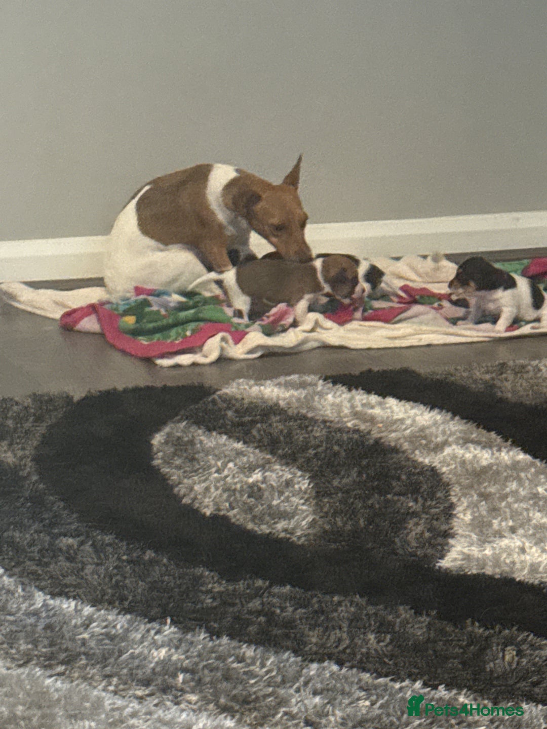 Jack Russell dogs for sale: 3 boys 1 girl - Image 8