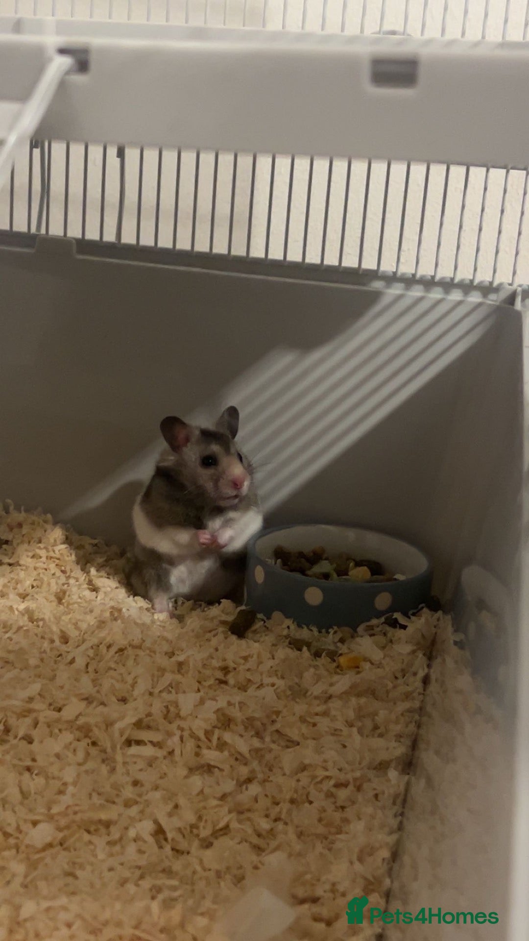 Hamster rodents for sale: Male Hamster for sale - Advert 1