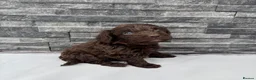 Cockapoo dogs for sale: 🐶 Stunning F1 Chocolate Cockapoo Puppies - Advert 5