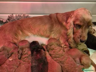 Cockapoo dogs Charmila Quality F1 Cockapoos - Advert 5