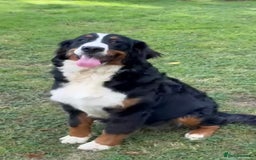 Bernese Mountain Dog dogs for sale: 9 months old girl KC  - Image 6