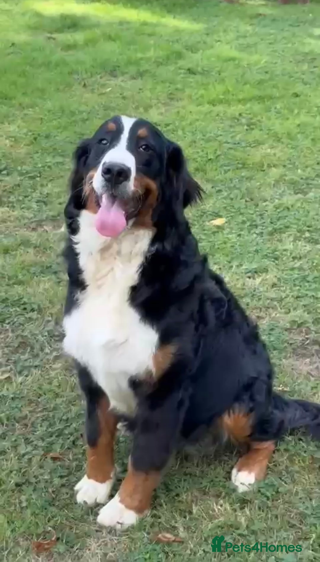 Bernese Mountain Dog dogs for sale: 9 months old girl KC  - Image 6