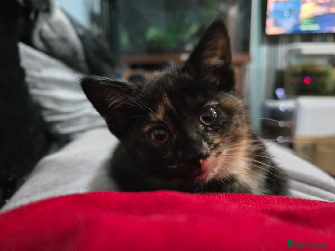 Mixed Breed cats for sale: Mixed breed kittens ready now.  - Image 30